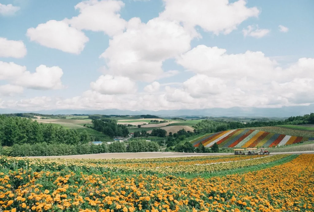 Pemandangan musim dingin di Hokkaido.