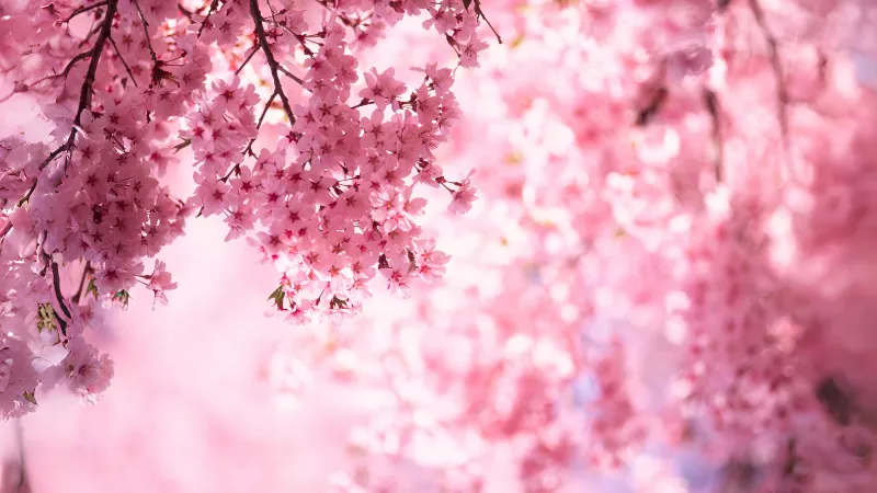 Berbagai jenis bunga sakura dengan warna dan bentuk yang berbeda.